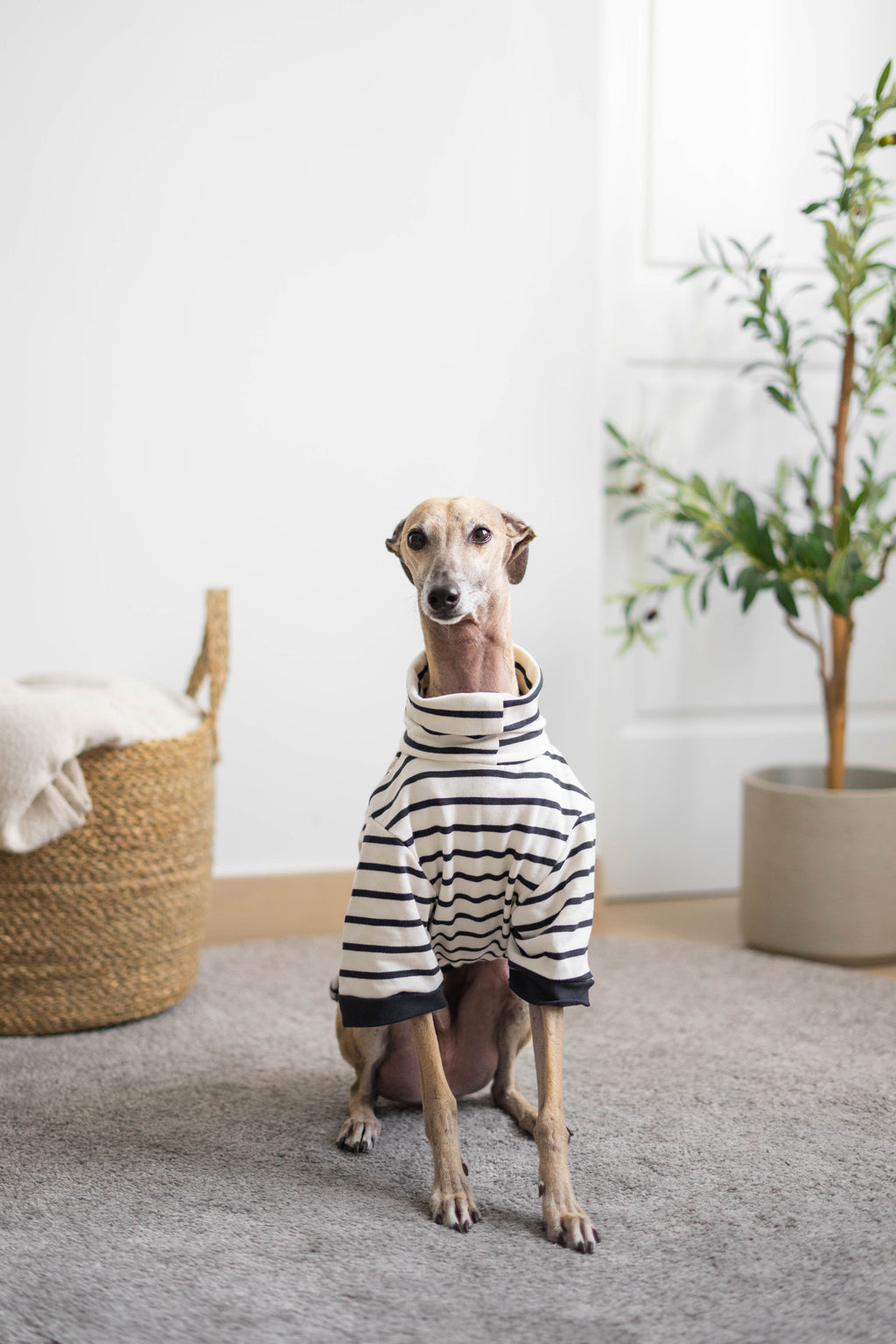 SUDADERA PARA PERROS MARFIL