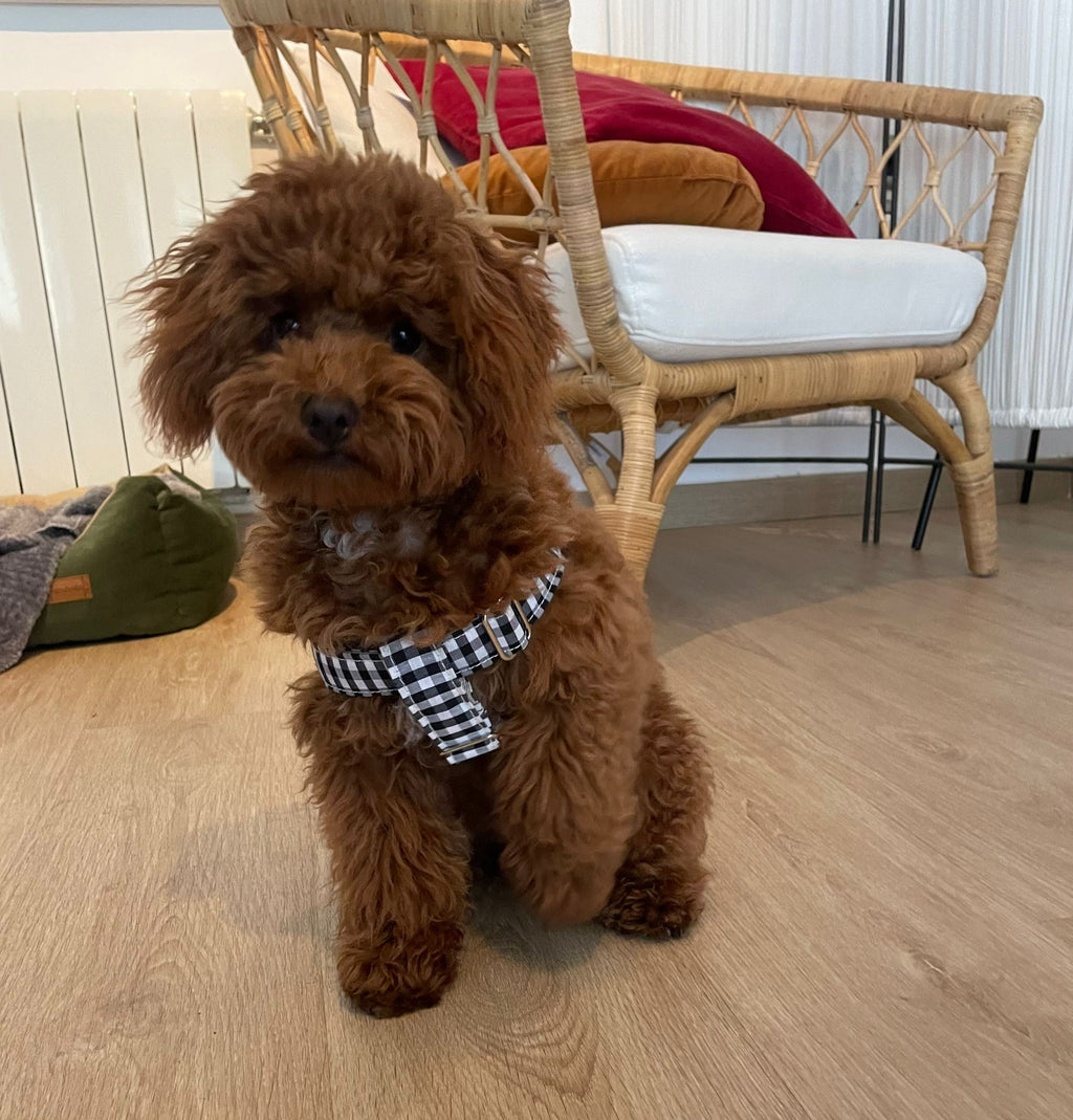 ARNÉS EN Y VICHY NEGRO