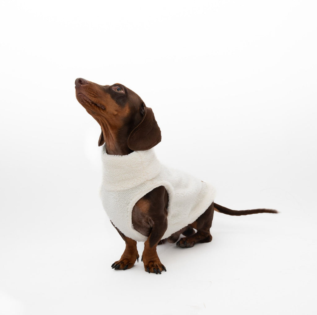 JERSEY PARA PERROS BORREGUITO