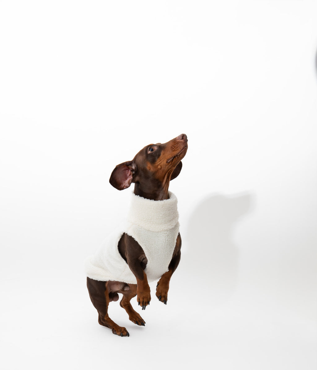 JERSEY PARA PERROS BORREGUITO