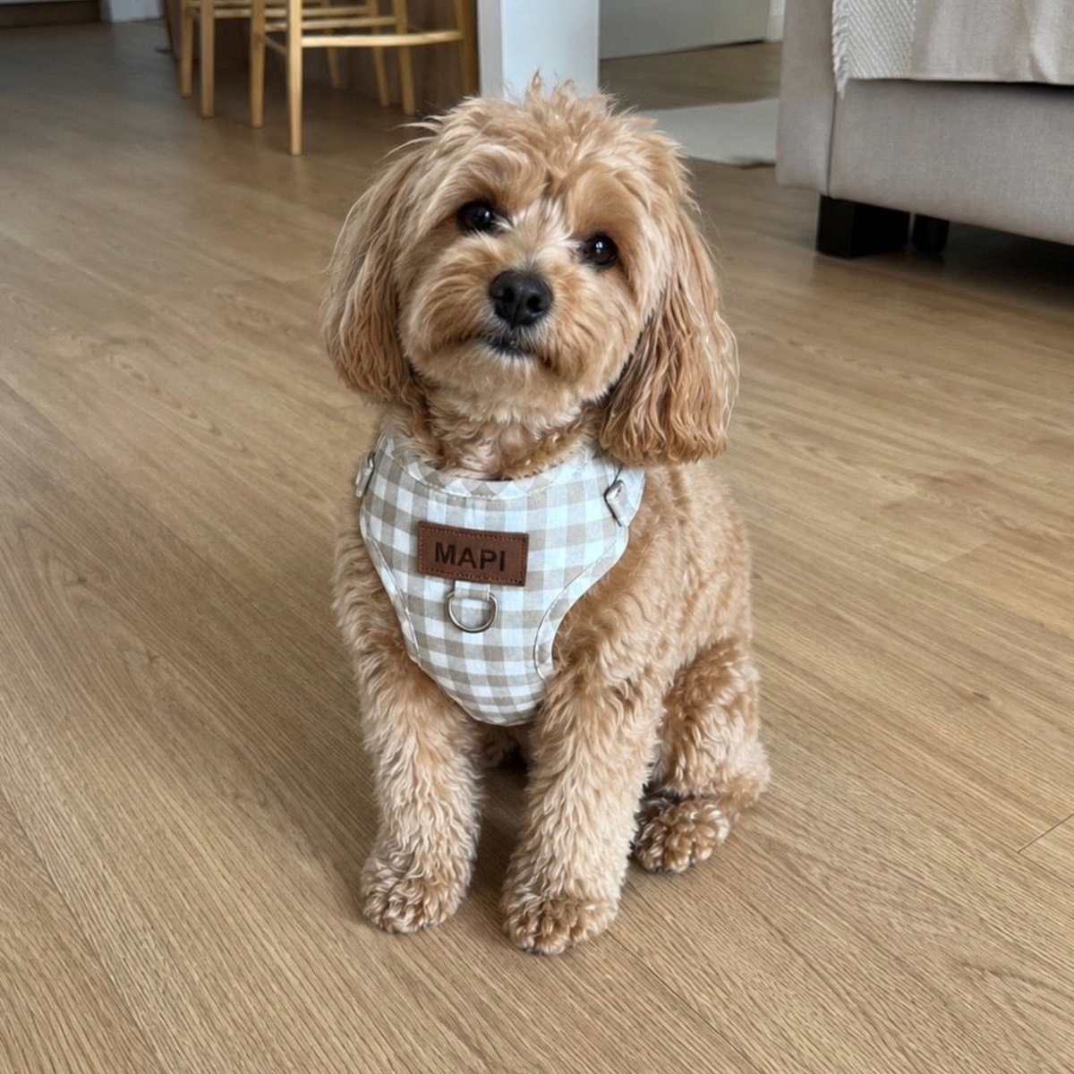 Perro pequeño con arnés BIMBAS BRAND de cuadros vichy beige, personalizado con nombre en etiqueta de cuero sintético