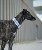 MARTINGALE VICHY OLD GREEN