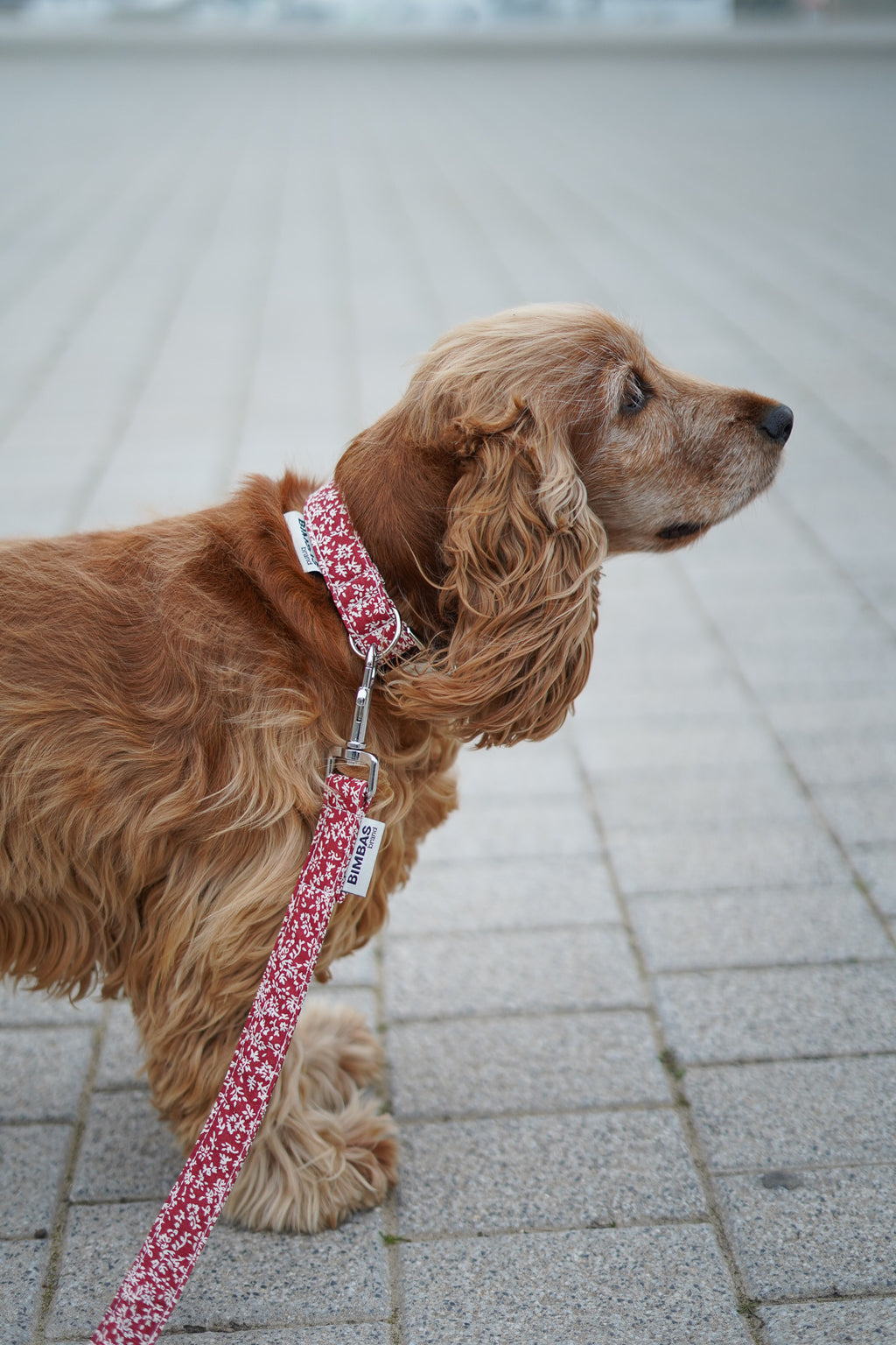 COLLAR PARA PERROS OLIWIA RED