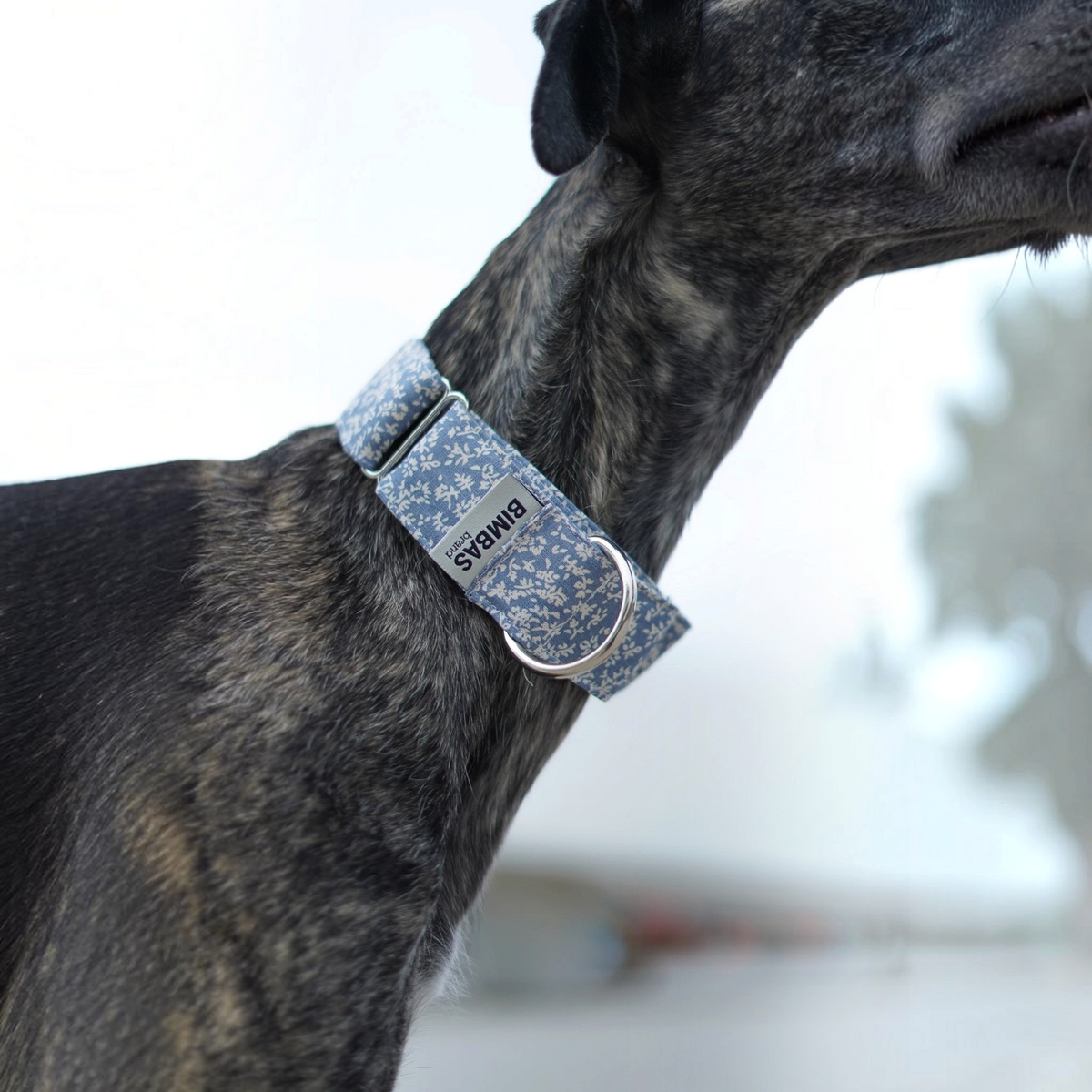 Collar Martingale BIMBAS BRAND modelo Oliwia en color azul con estampado floral puesto en un galgo atigrado