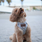 ARNÉS PARA PERROS OLIWIA BLUE