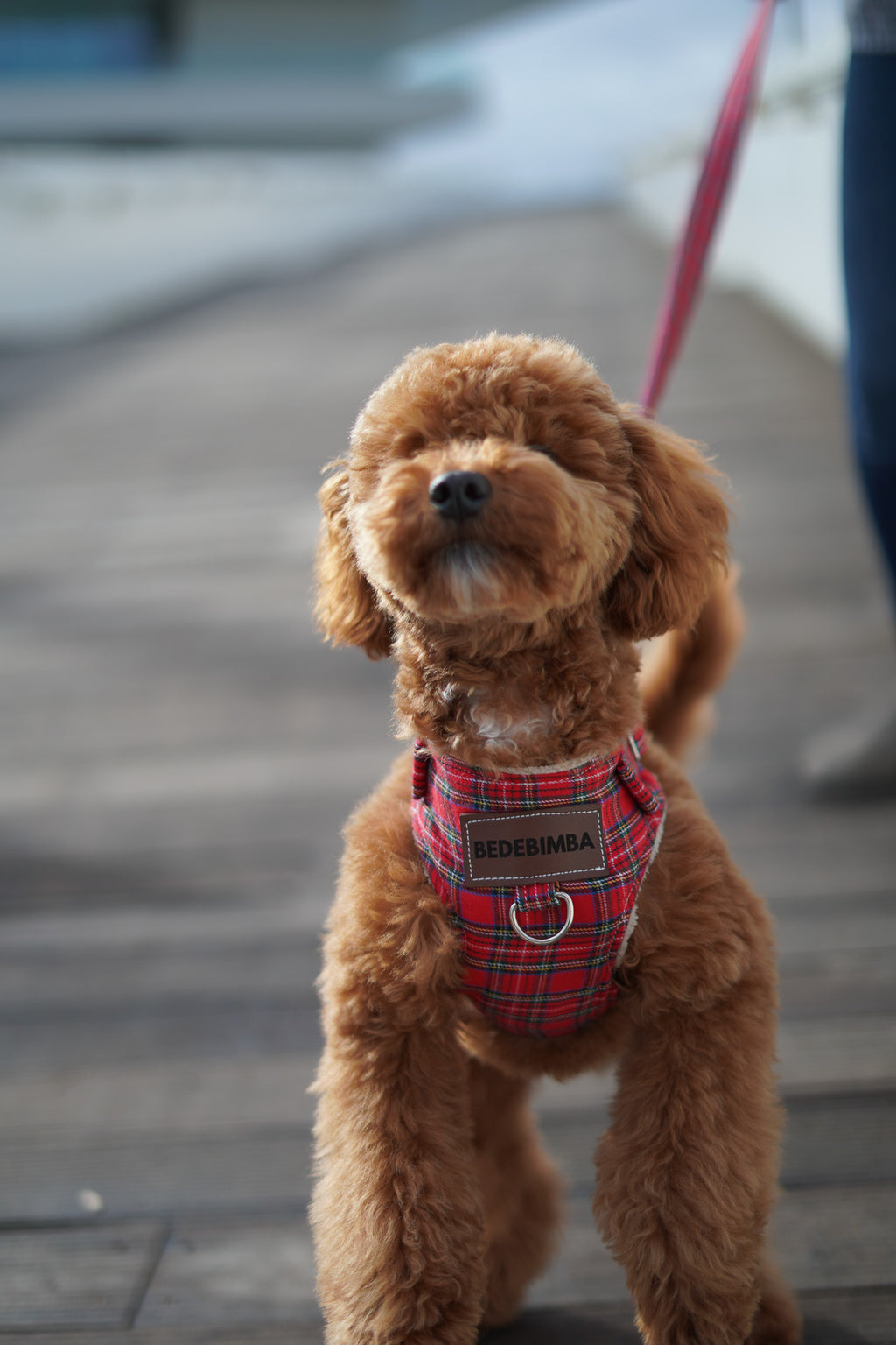 Arnés para perros Londres