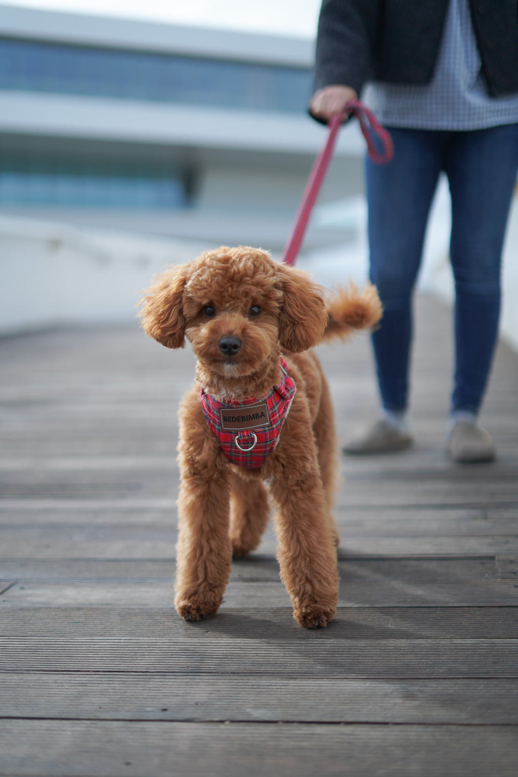 ARNÉS PARA PERROS LONDRES
