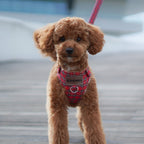 ARNÉS PARA PERROS LONDRES