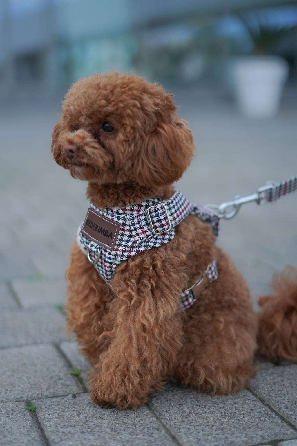 ARNÉS PARA PERROS CANADÁ