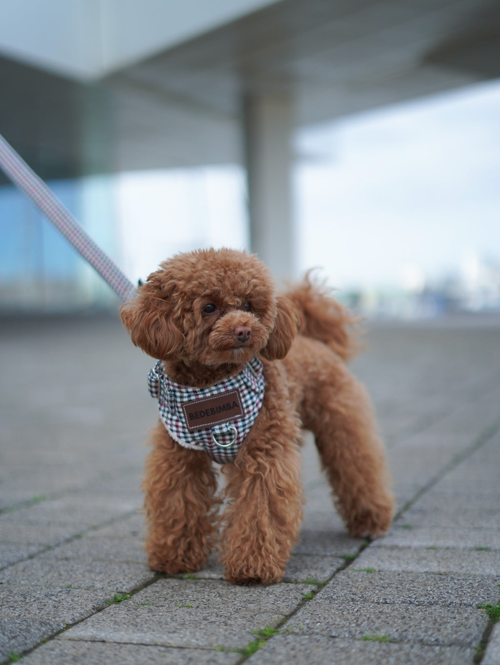 ARNÉS PARA PERROS CANADÁ