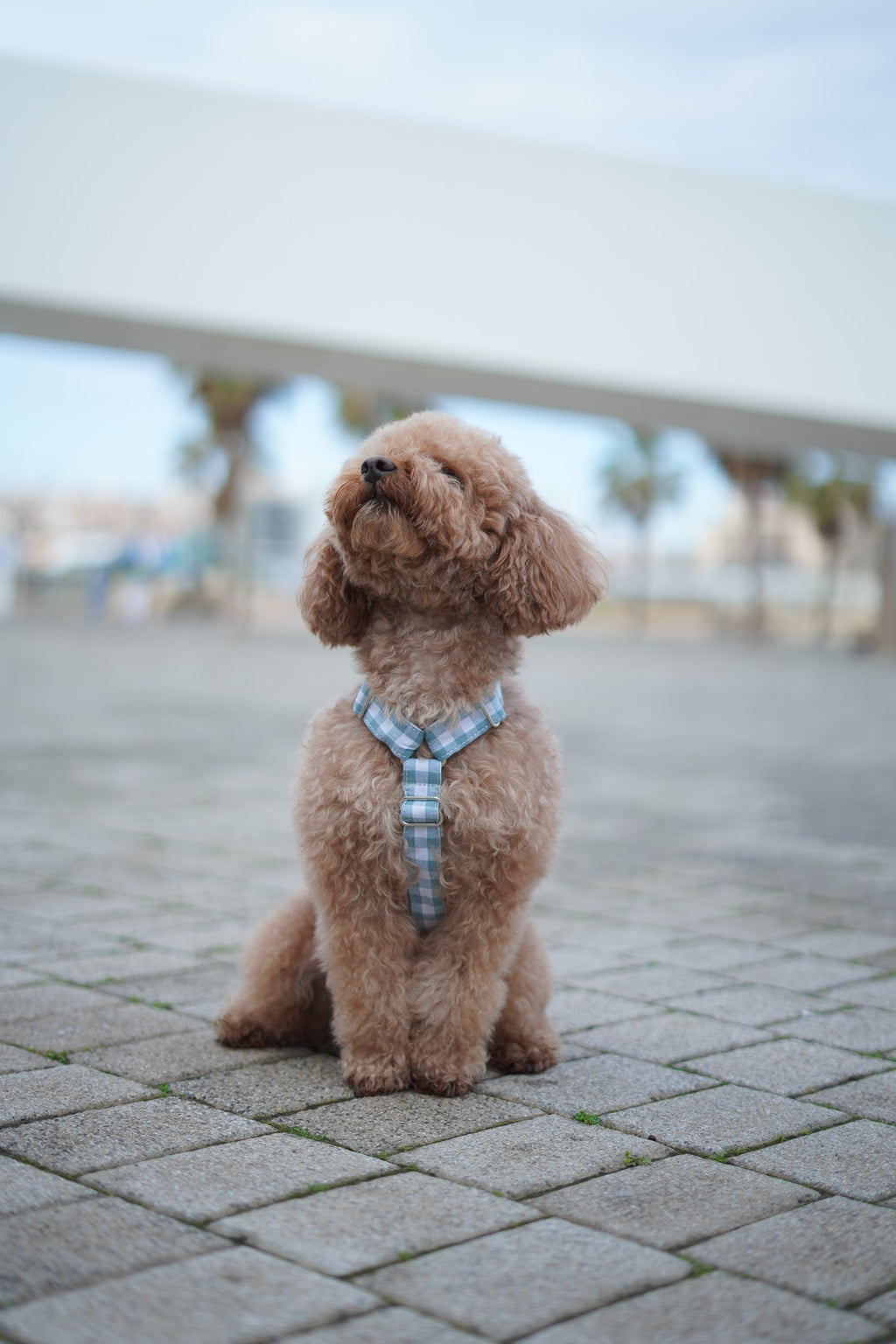 ARNÉS EN H VICHY OLD GREEN