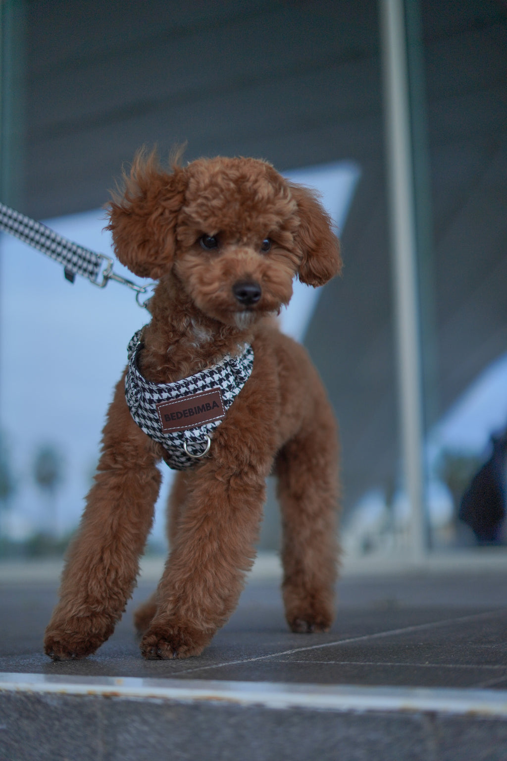 ARNÉS PARA PERROS PATA DE GALLO