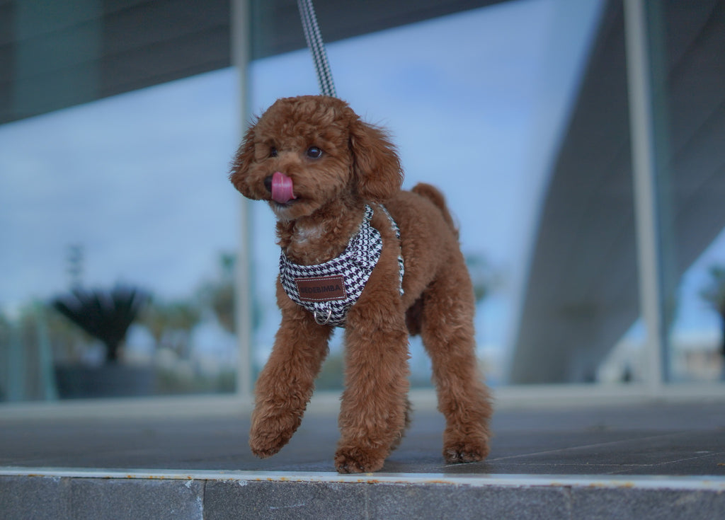 ARNÉS PARA PERROS PATA DE GALLO