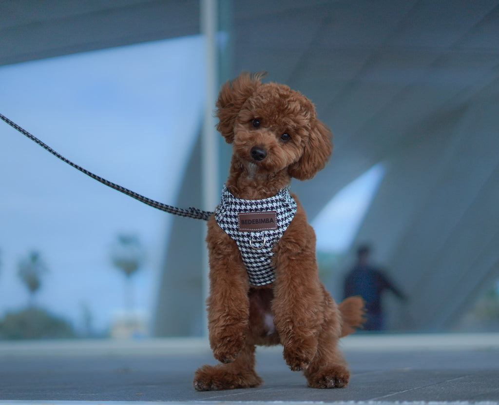 ARNÉS PARA PERROS PATA DE GALLO