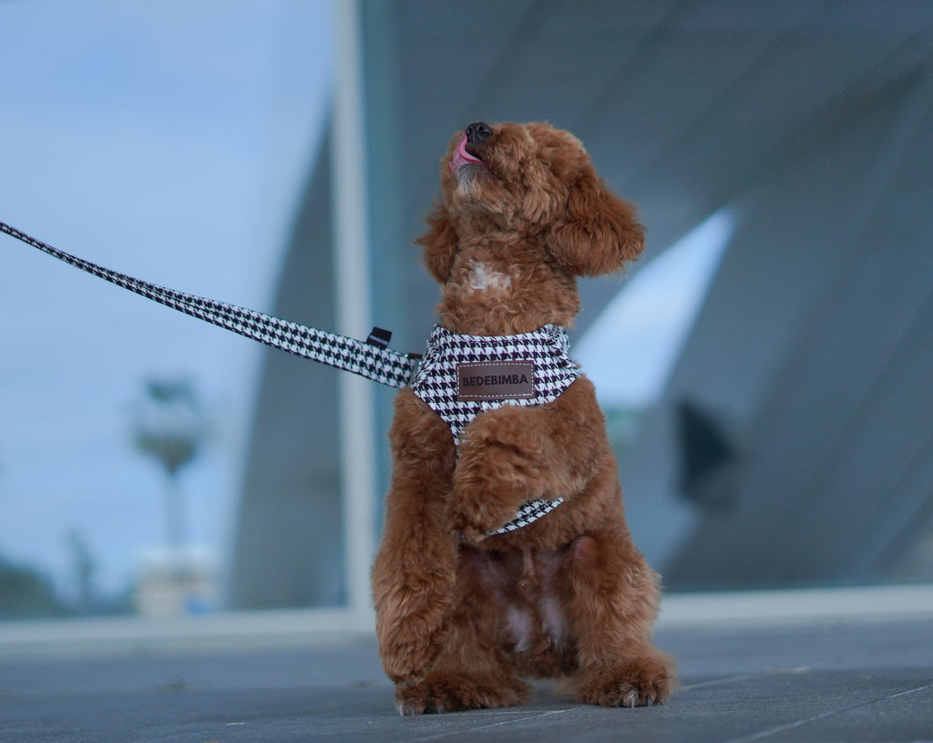 ARNÉS PARA PERROS PATA DE GALLO
