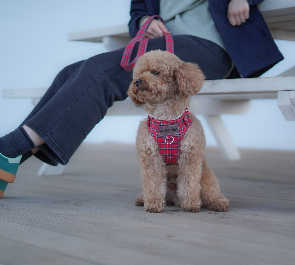 ARNÉS PARA PERROS LONDRES