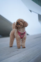 ARNÉS PARA PERROS LONDRES