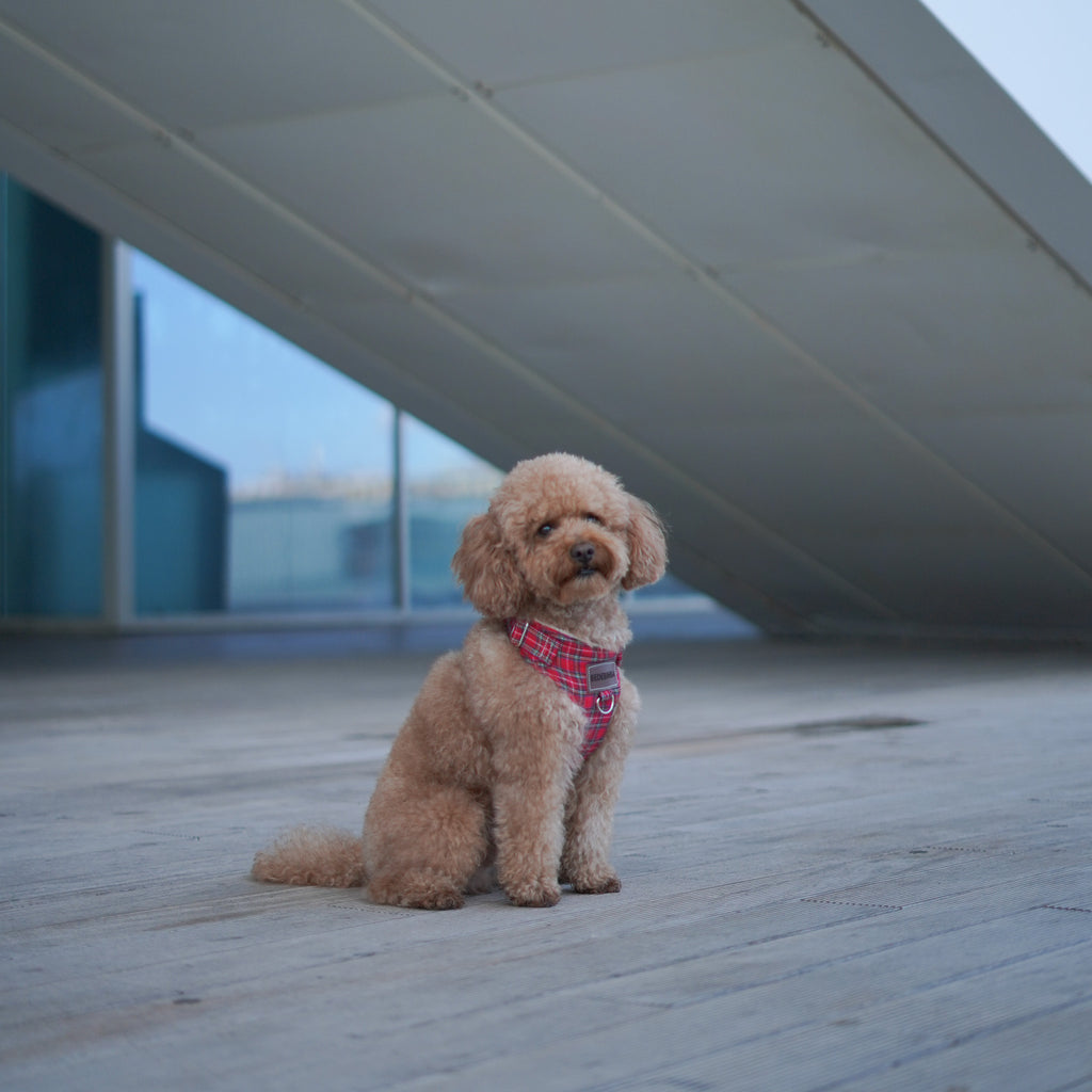 ARNÉS PARA PERROS LONDRES