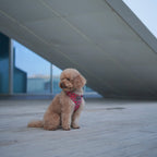 ARNÉS PARA PERROS LONDRES