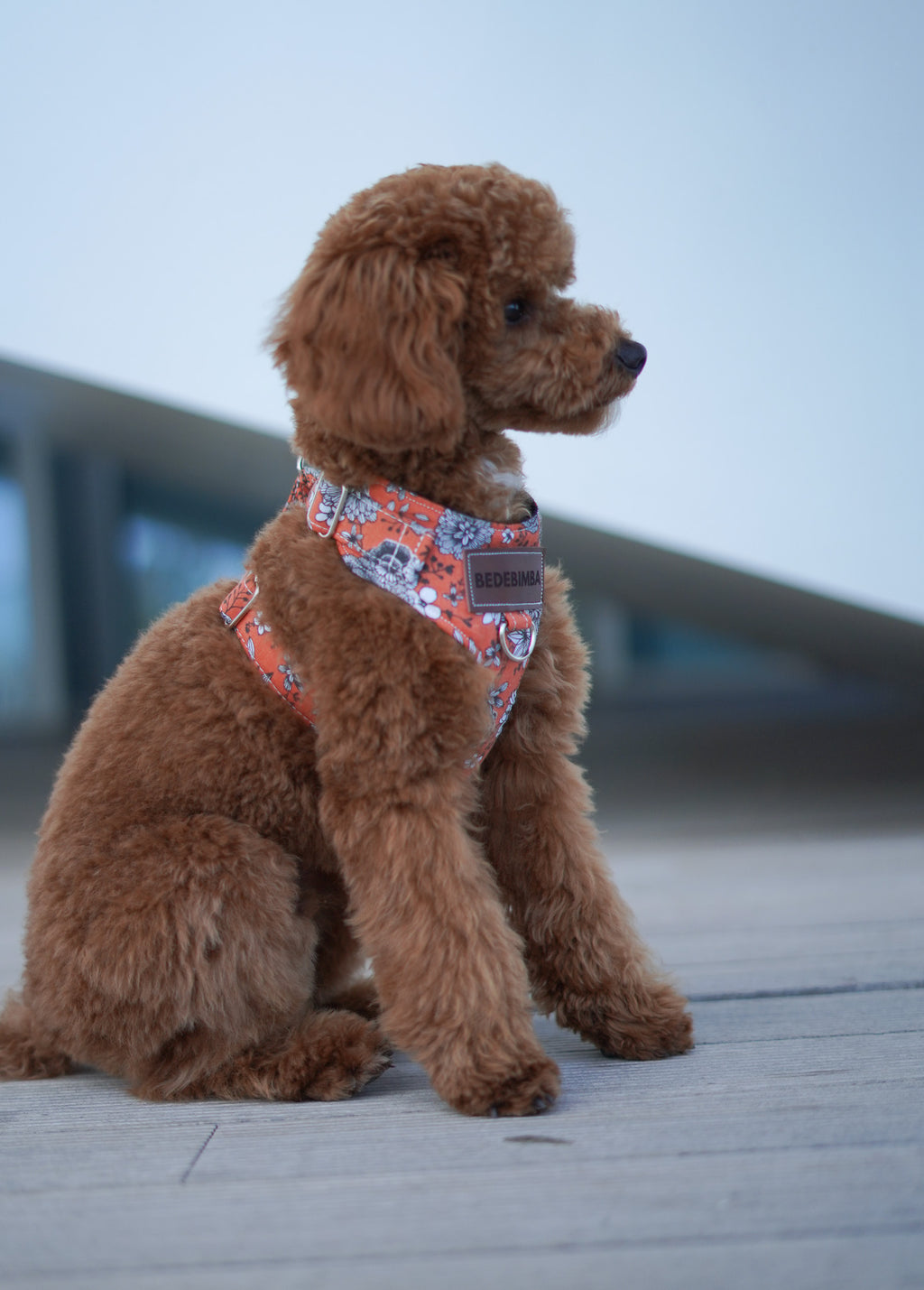 ARNÉS PARA PERROS BRANDY