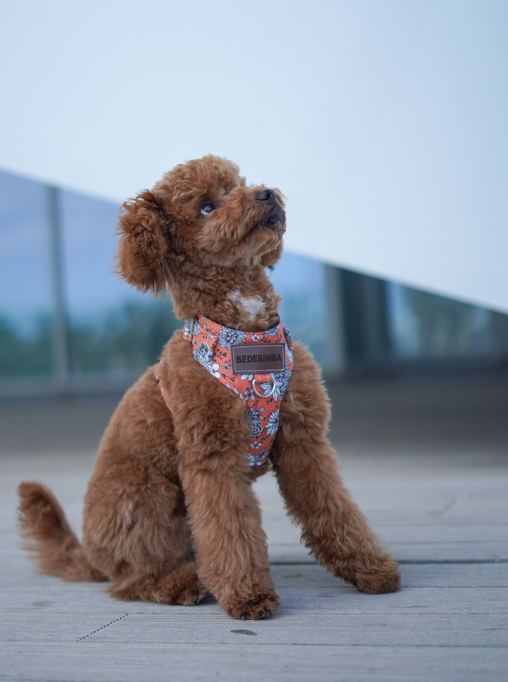 ARNÉS PARA PERROS BRANDY