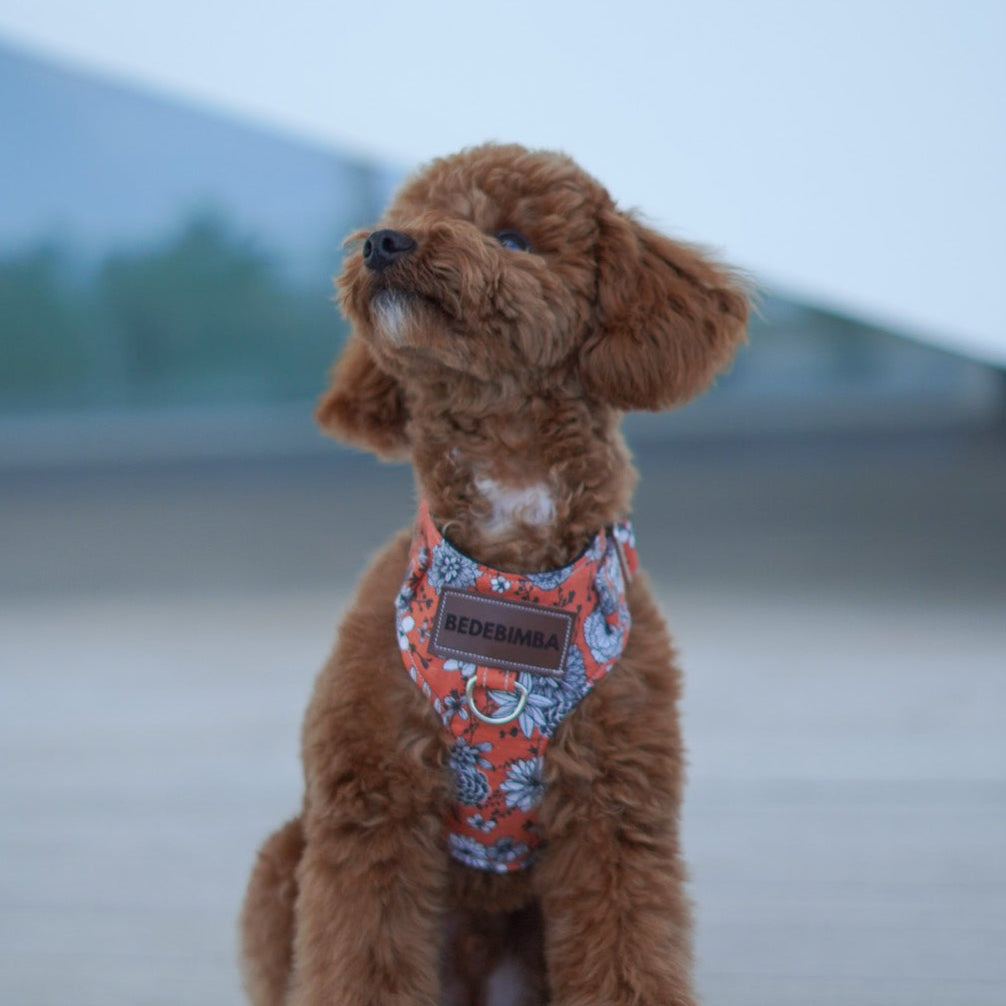 ARNÉS PARA PERROS BRANDY