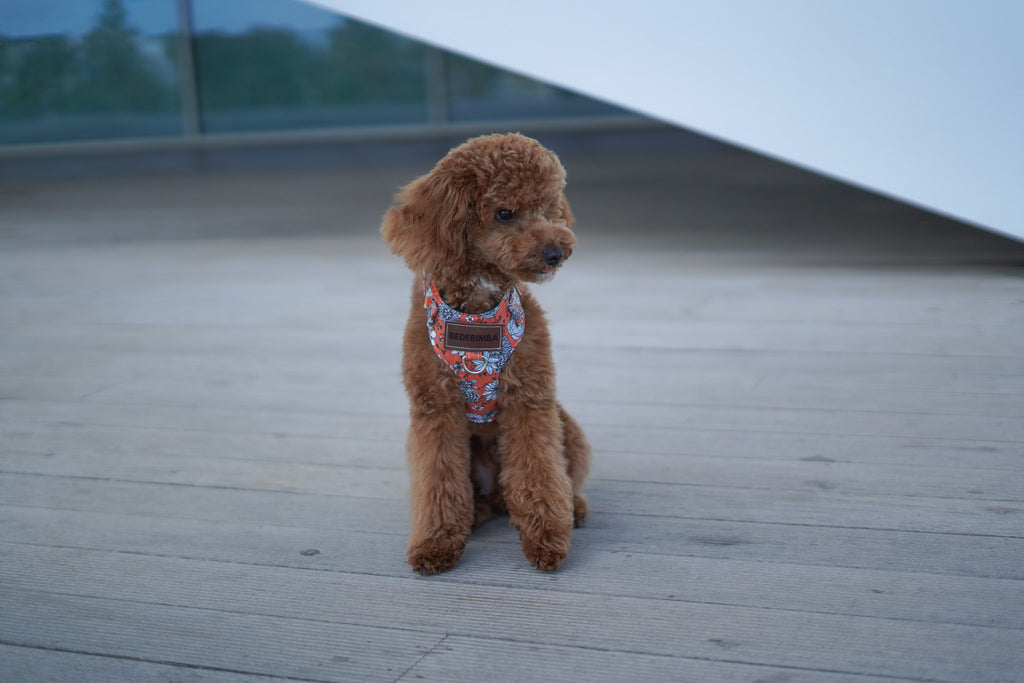 ARNÉS PARA PERROS BRANDY