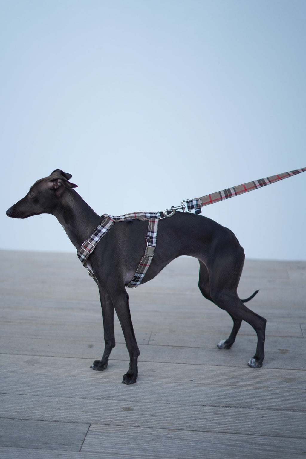 ARNÉS EN H INGLATERRA