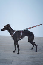 ARNÉS EN H INGLATERRA