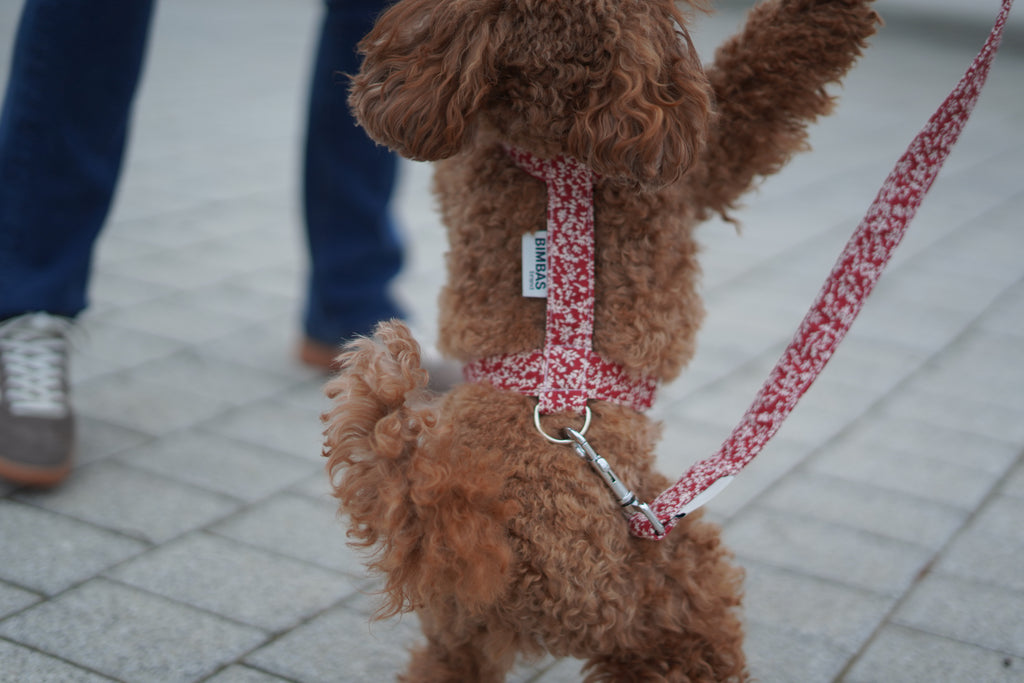 ARNÉS EN H OLIWIA RED