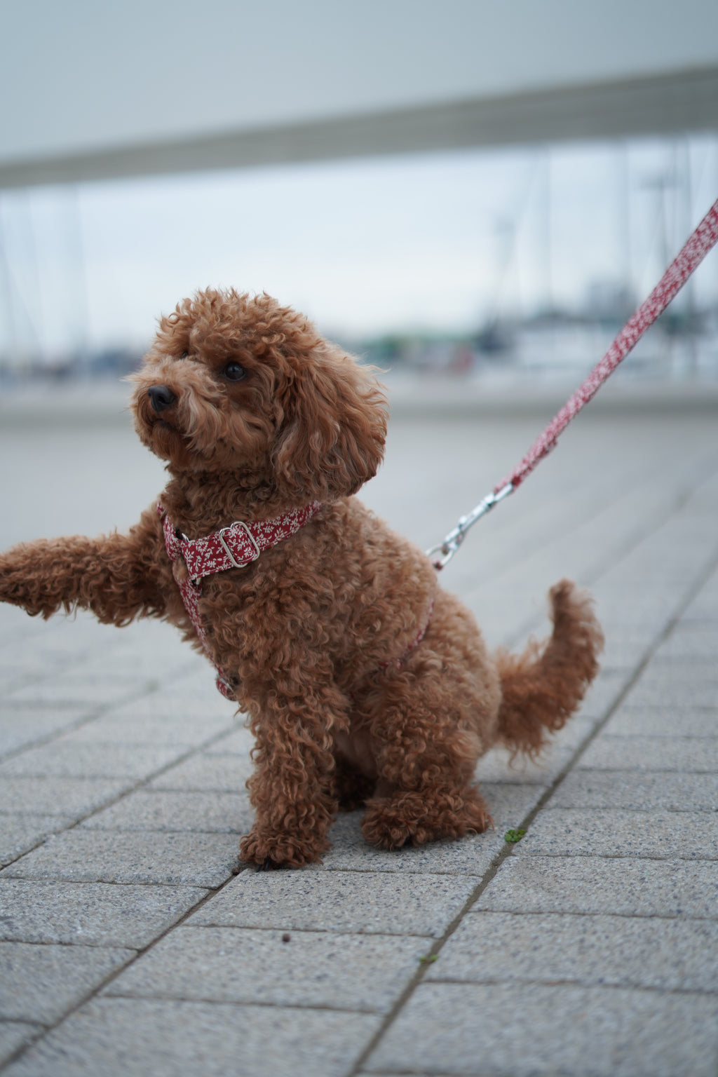 ARNÉS EN H OLIWIA RED