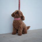 COLLAR PARA PERROS OLIWIA RED