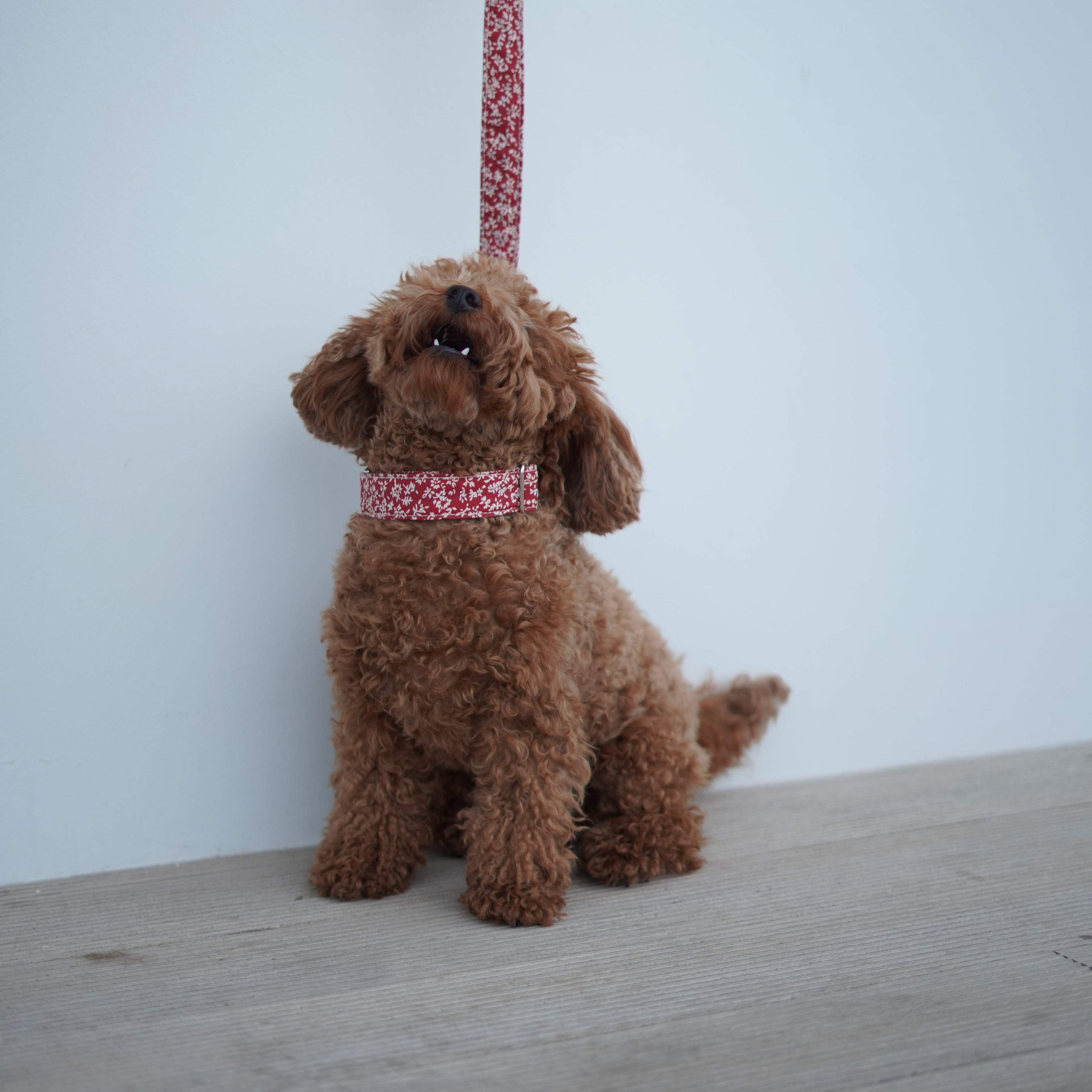 Collar para perros Red Oliwia