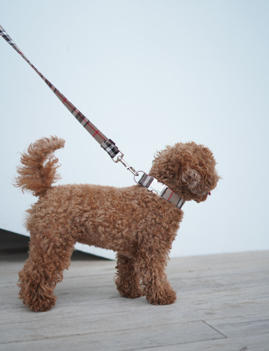 COLLAR PARA PERROS INGLATERRA