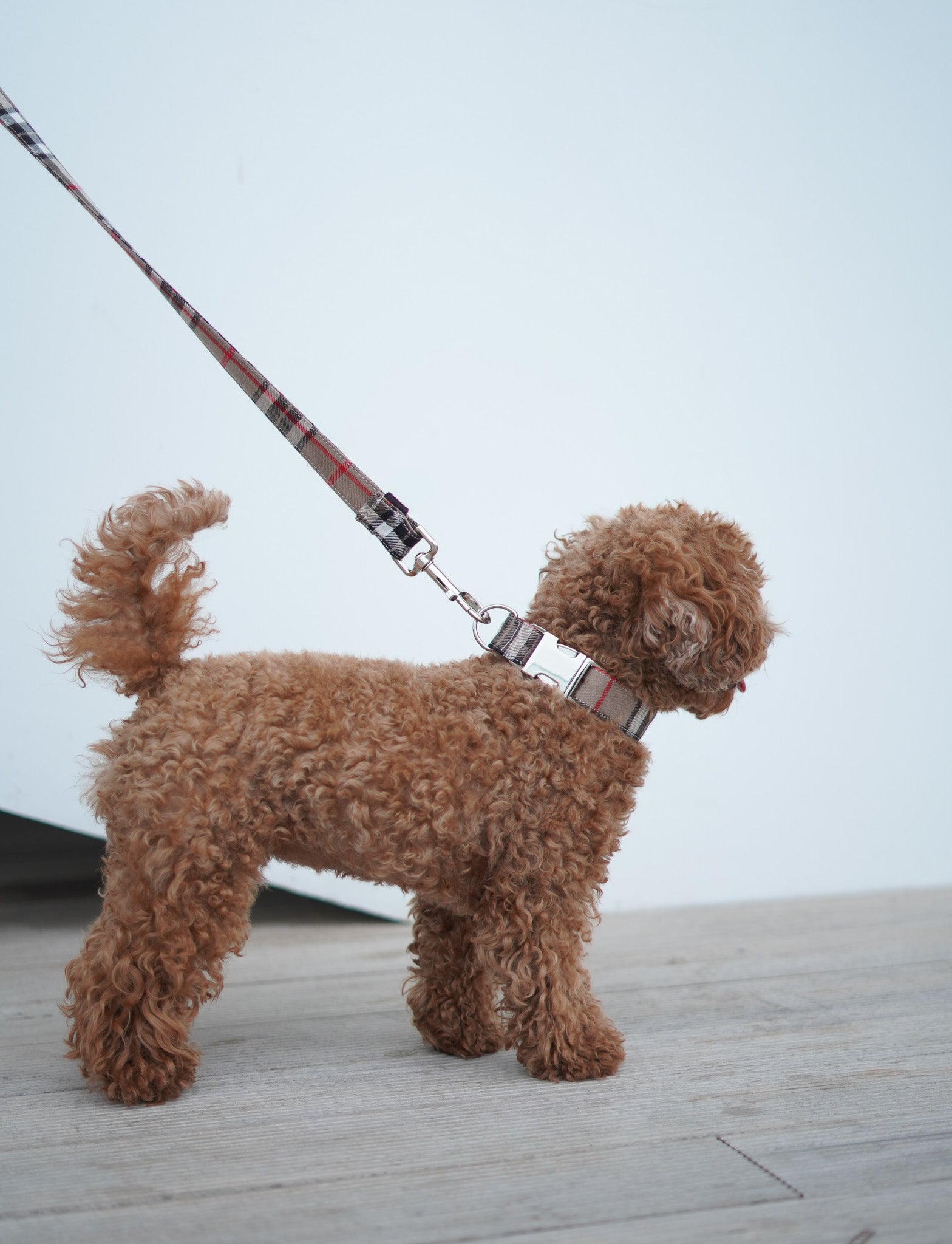 COLLAR PARA PERROS INGLATERRA