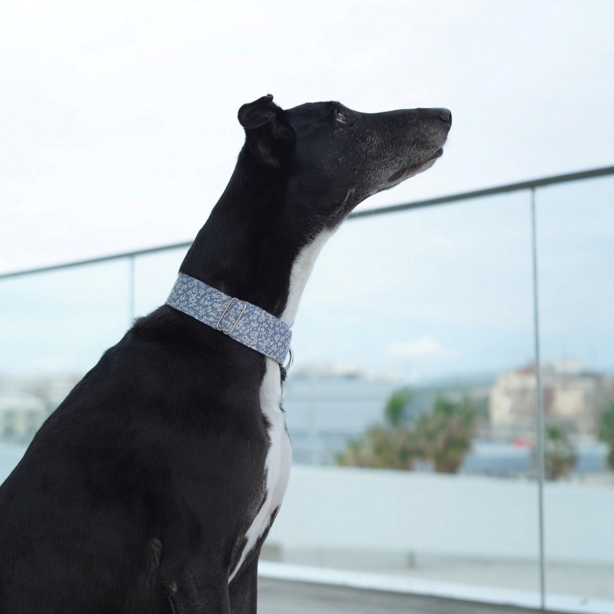 Collar martingale BIMBAS BRAND modelo Oliwia azul con estampado floral puesto en un galgo negro sobre fondo urbano