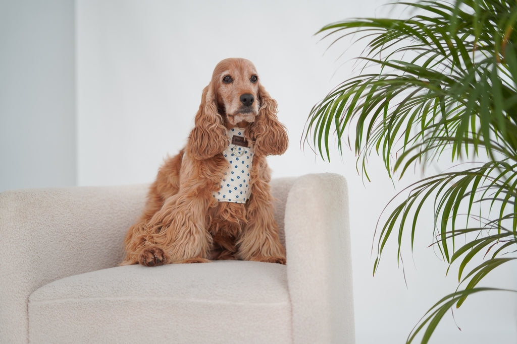 ARNÉS PARA PERROS MARE