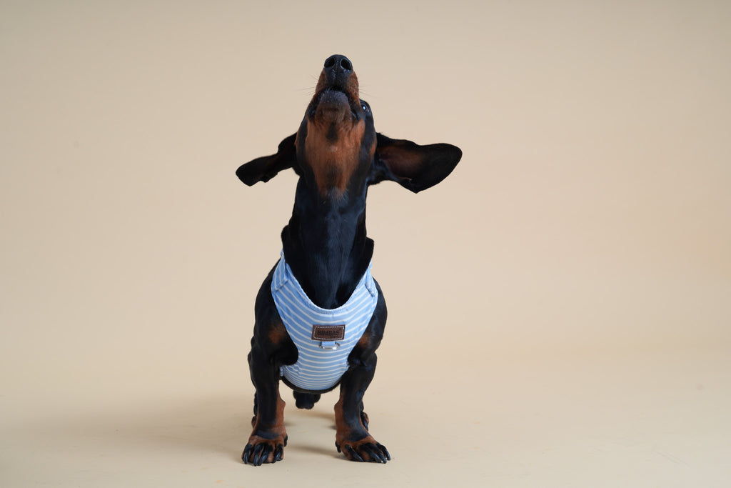 ARNÉS PARA PERROS MARINE