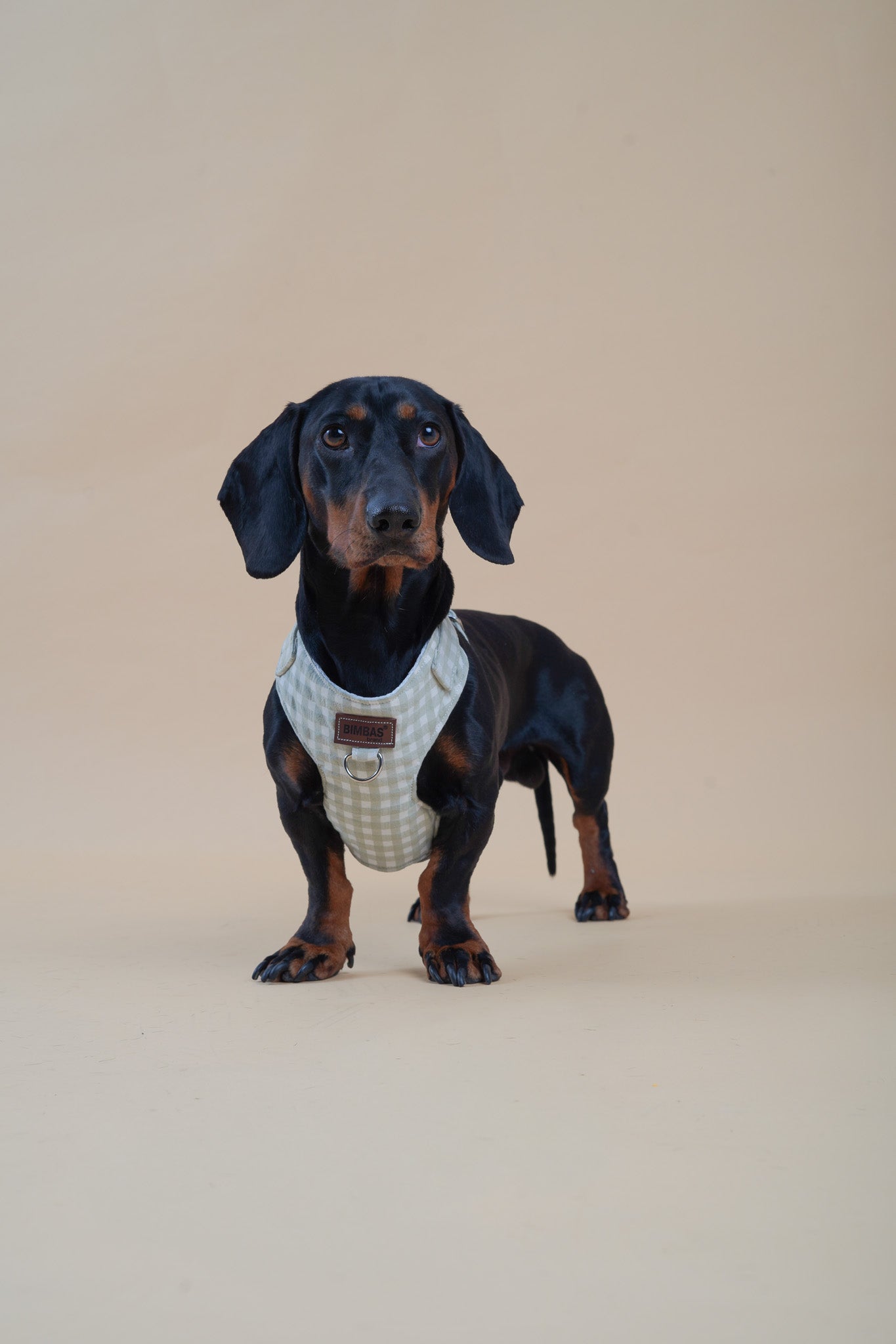 ARNÉS PARA PERROS VICHY PASTEL