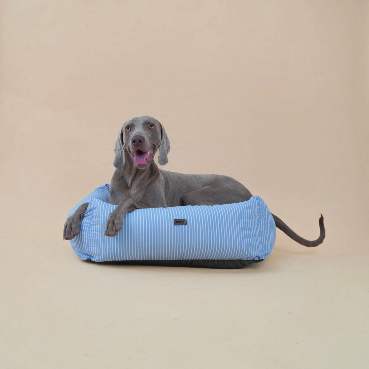 Perro Weimaraner descansando en una cama desenfundable BIMBAS BRAND de color azul con rayas blancas y tela impermeable.