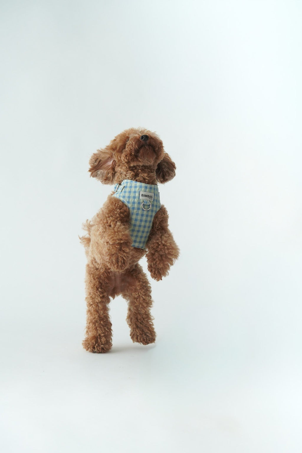 ARNÉS PARA PERROS MOLLY