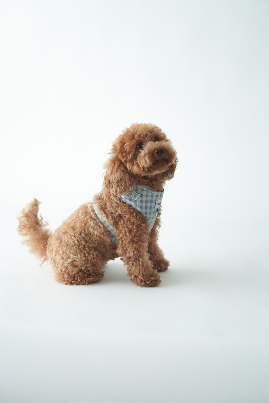 ARNÉS PARA PERROS MOLLY