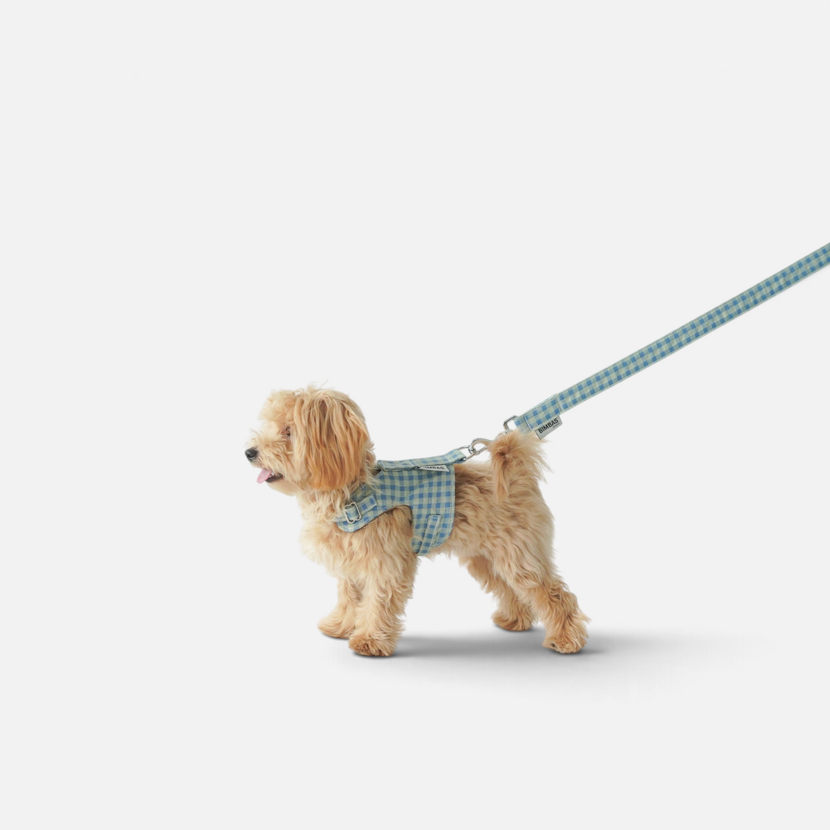 Perro pequeño con arnés chaleco BIMBAS BRAND de cuadros azules y correa a juego sobre fondo blanco