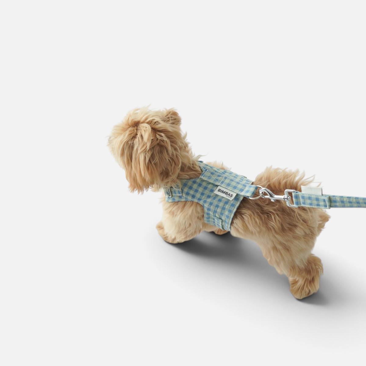 Perro pequeño con arnés chaleco BIMBAS BRAND de algodón azul a cuadros con malla transpirable y correa a juego