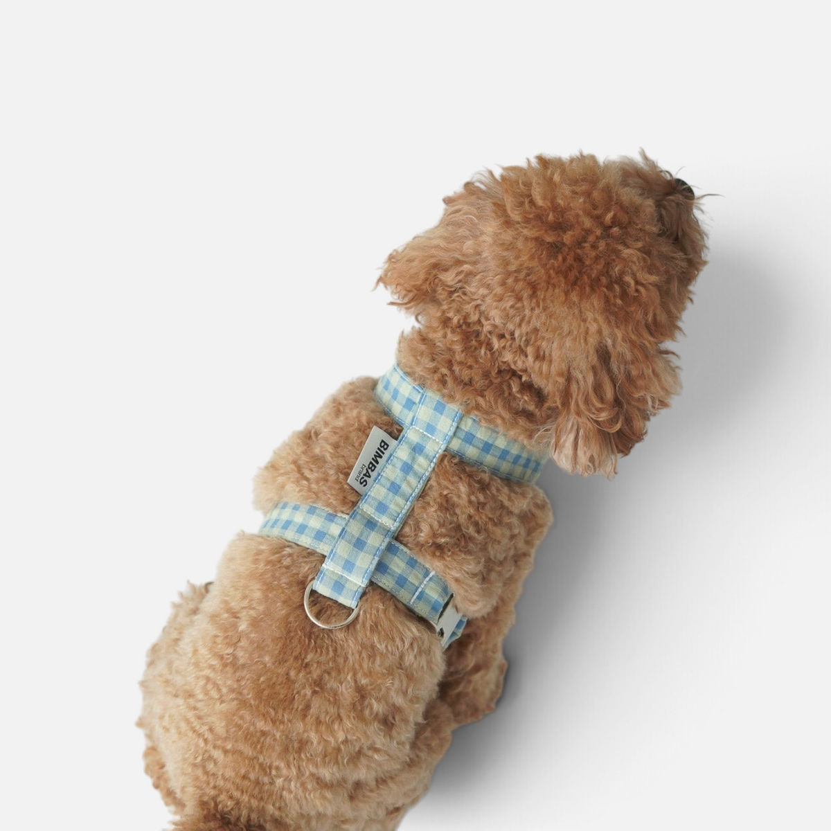 Arnés para perros BIMBAS BRAND ajustable de algodón con estampado de cuadros vichy azul y blanco sobre caniche