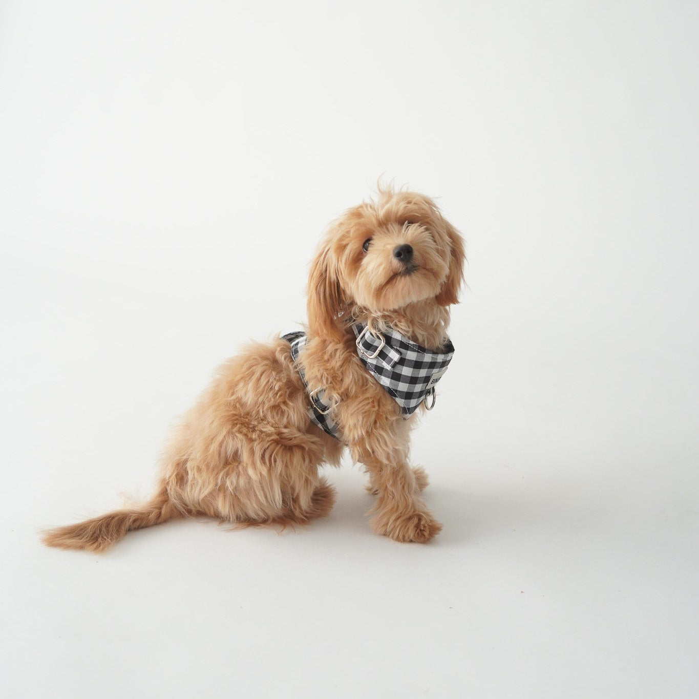 ARNÉS PARA PERROS VICHY NEGRO