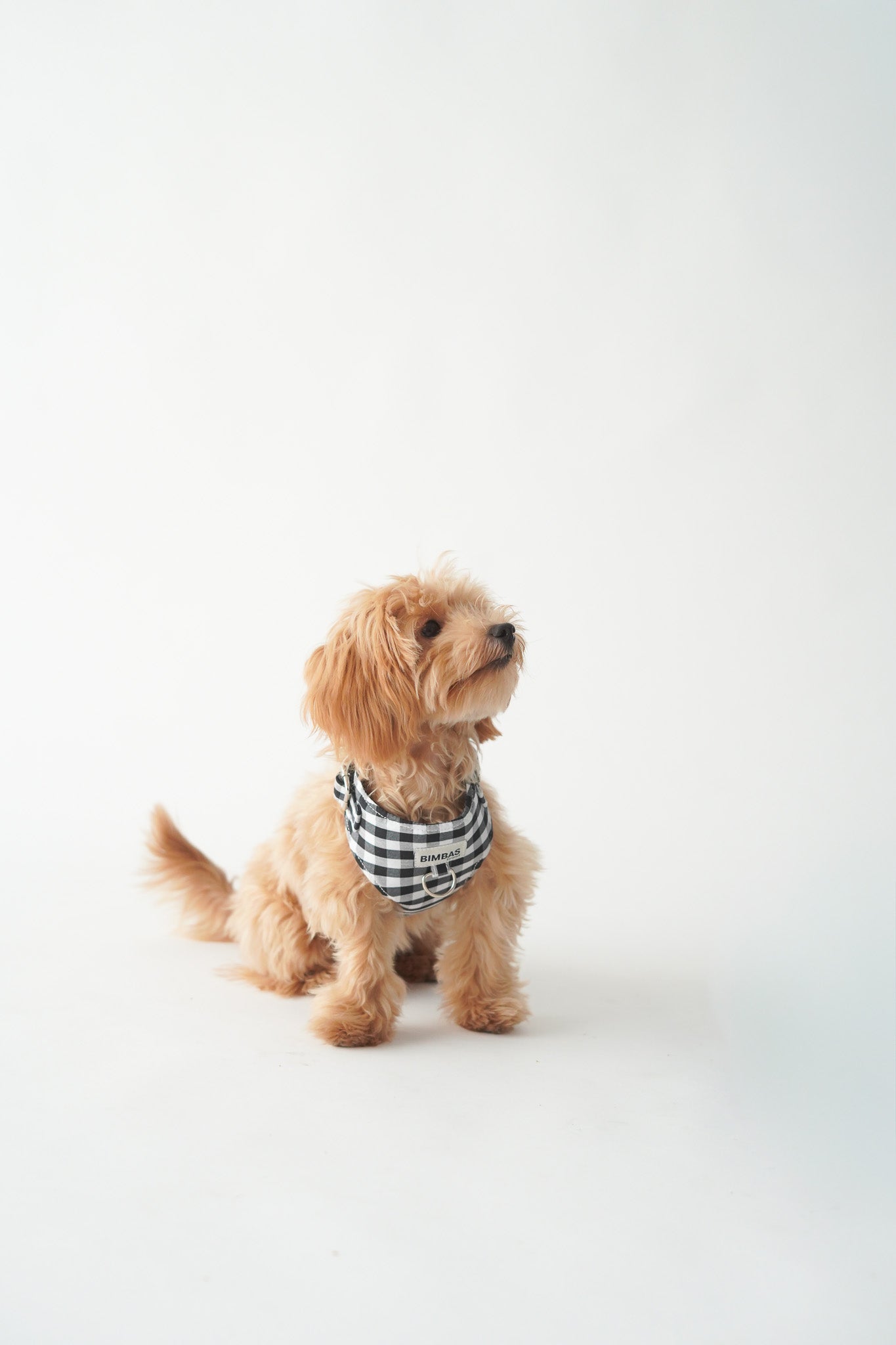 ARNÉS PARA PERROS VICHY NEGRO