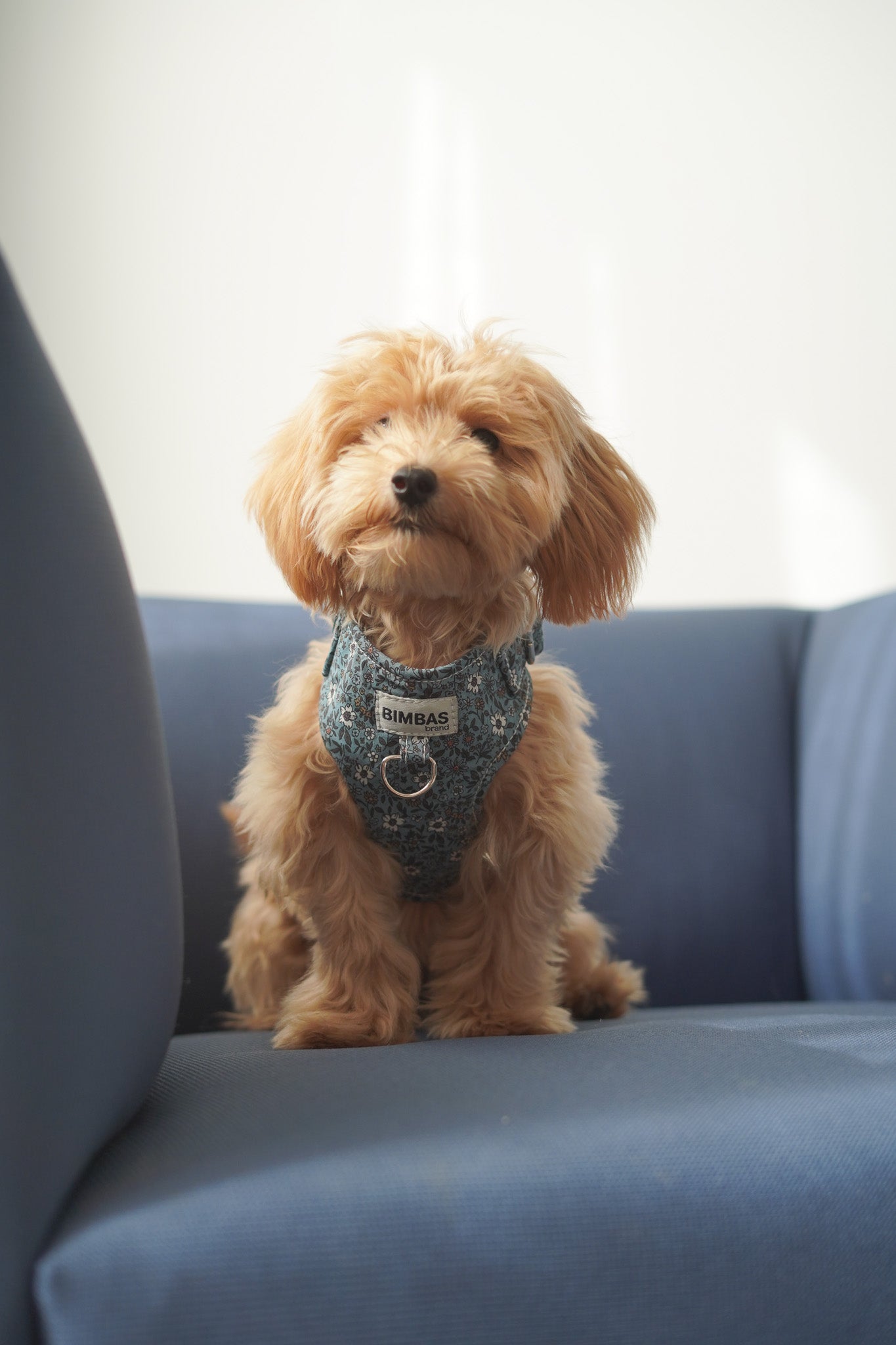 ARNÉS PARA PERROS PARIS