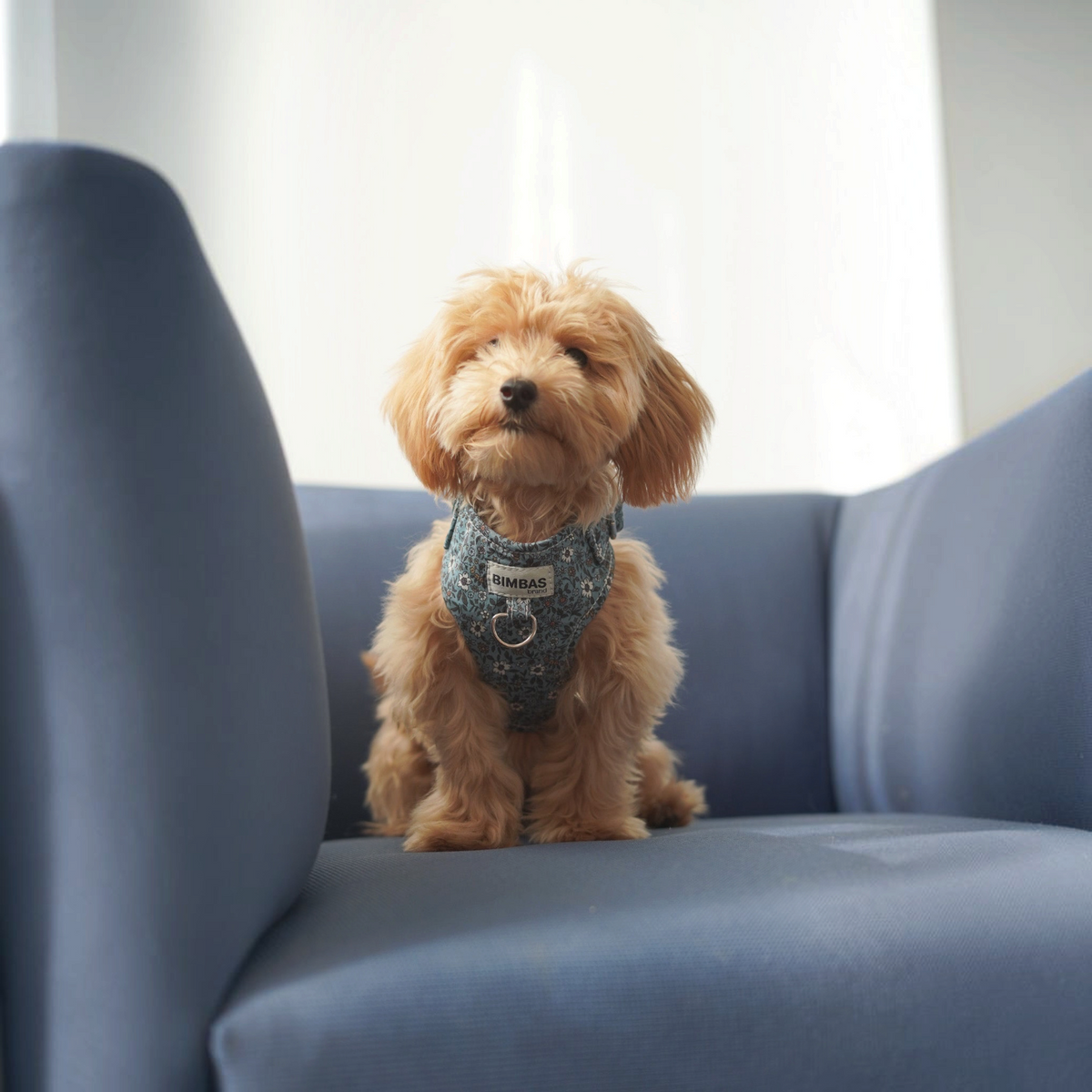 Arnés para perros BIMBAS BRAND modelo Paris con estampado floral azul, diseño ergonómico y malla transpirable.