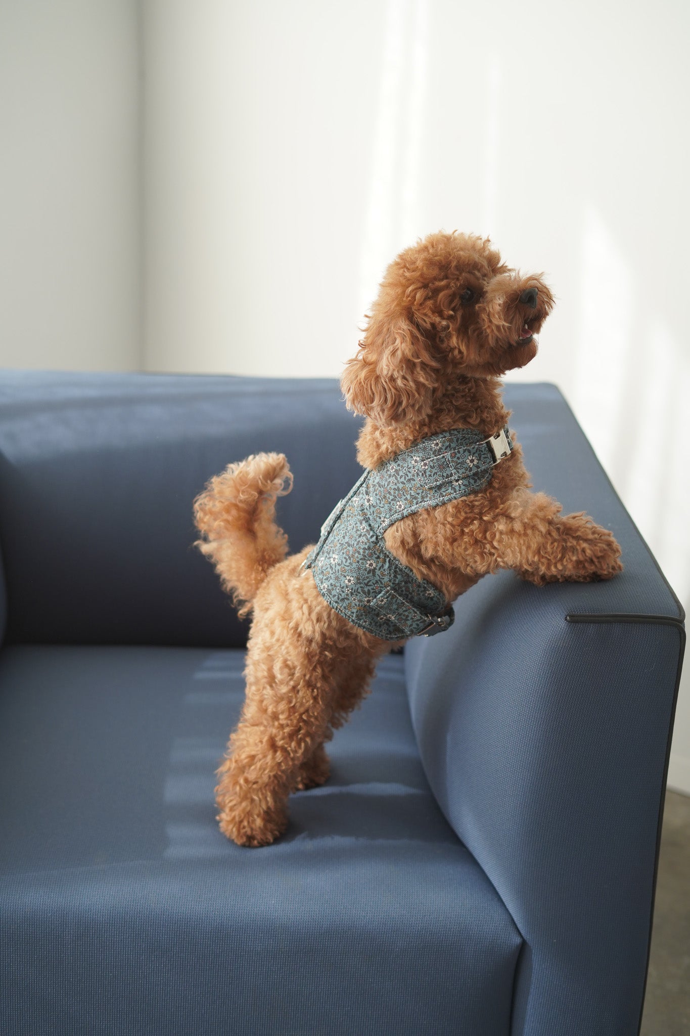 ARNÉS CHALECO PARIS